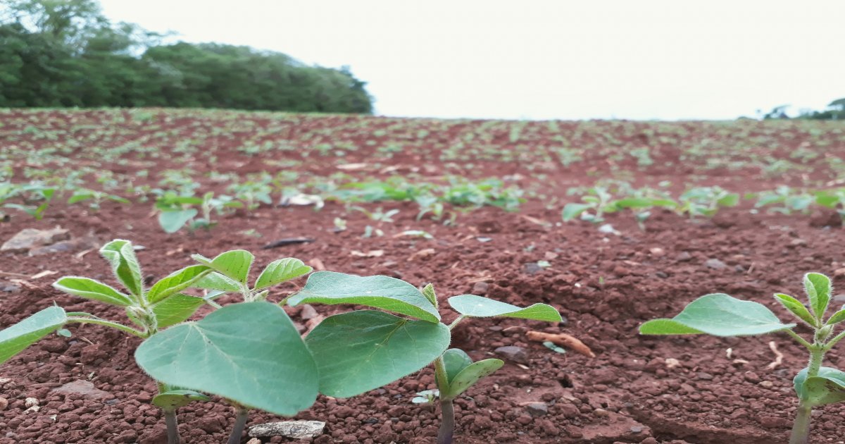 Chuva intensificou daninhas na soja. Químicos e plantio consorciado são  soluções