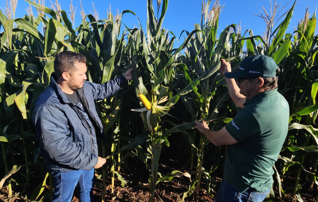 Dia de Campo Milho Safrinha da Copagril apresentar&aacute; desempenho de h&iacute;bridos e manejo sustent&aacute;vel