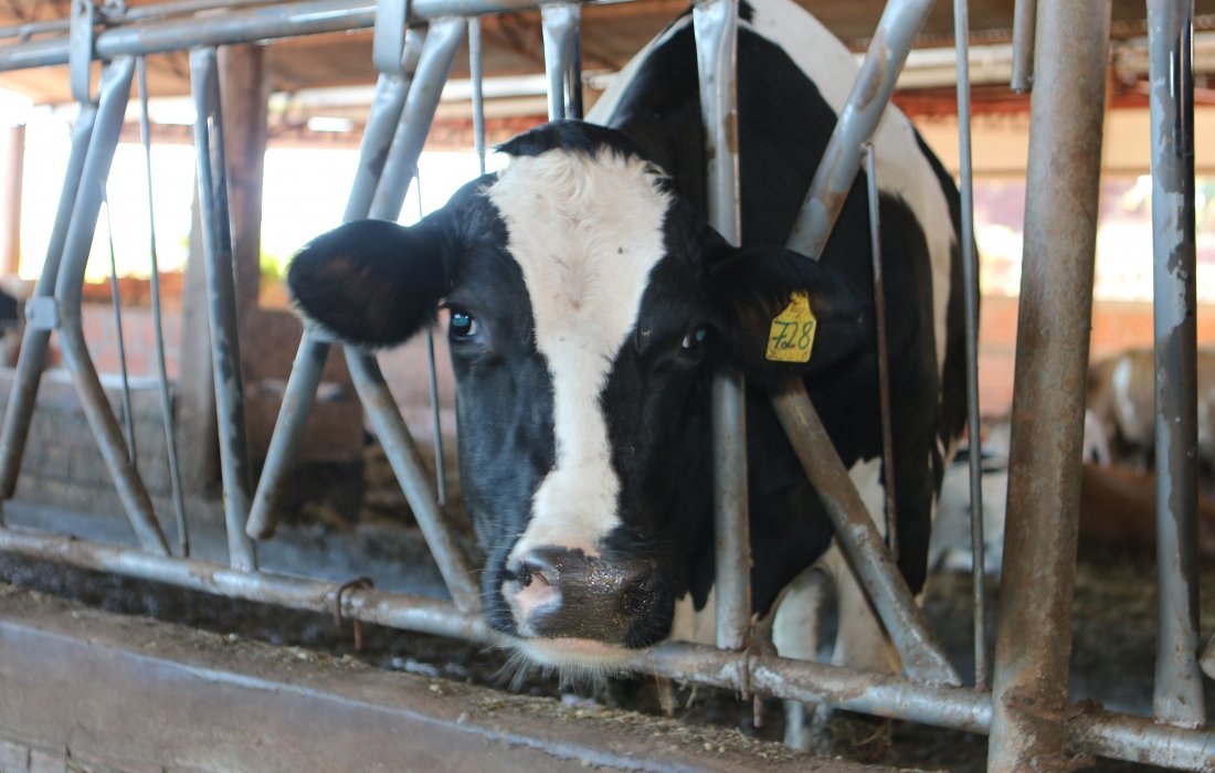Protocolo aumenta efici&ecirc;ncia de controle de carrapatos em gado leiteiro