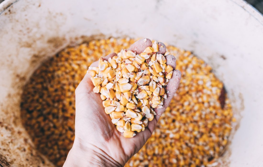 Quantidade adequada de sementes pode aumentar produtividade no campo