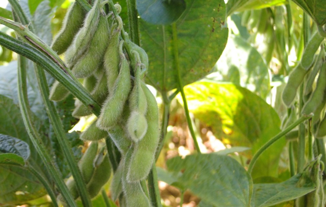 Vazio Sanit&aacute;rio da soja come&ccedil;a na segunda-feira