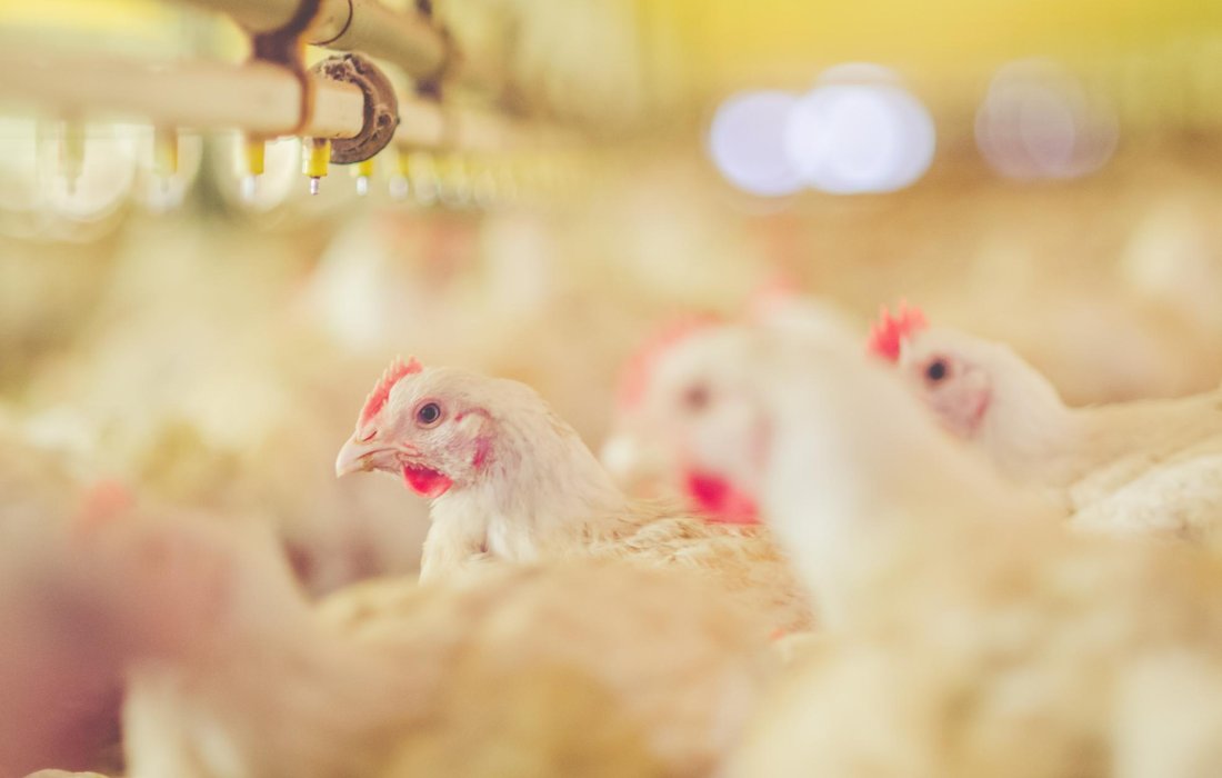 Semin&aacute;rio Anual de Produtores de Aves da Copagril ser&aacute; dia 24