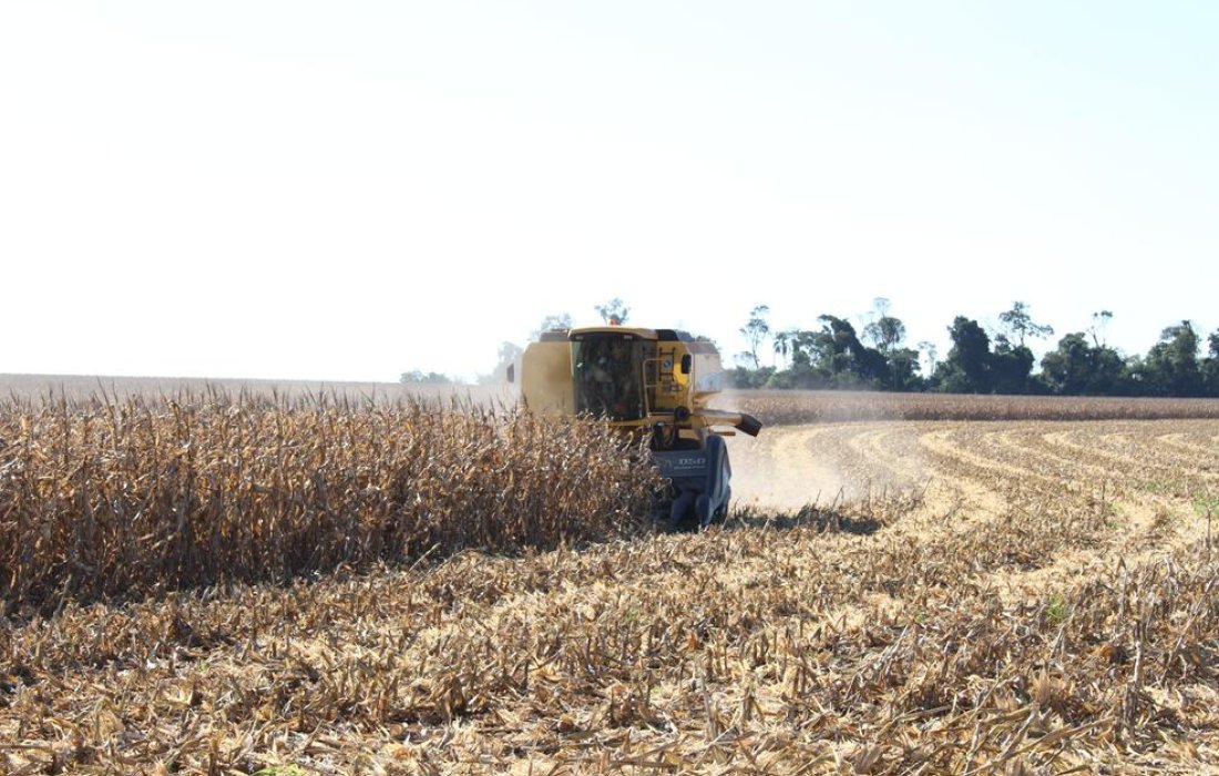 Colheita da safrinha inicia com boas expectativas