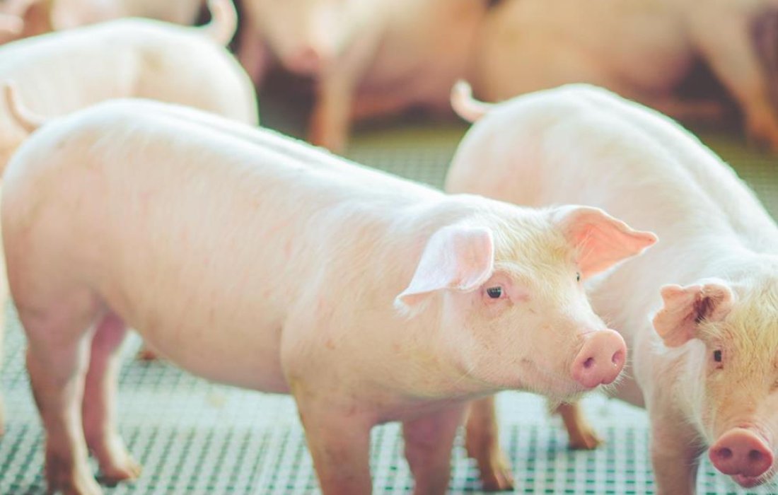 Semin&aacute;rio Anual de Produtores de Su&iacute;nos da Copagril ser&aacute; realizado dia 8