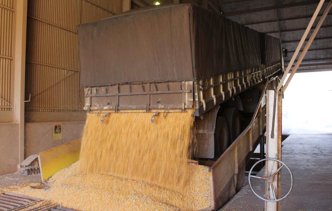 Milho mant&eacute;m qualidade de gr&atilde;o mesmo ap&oacute;s chuvas