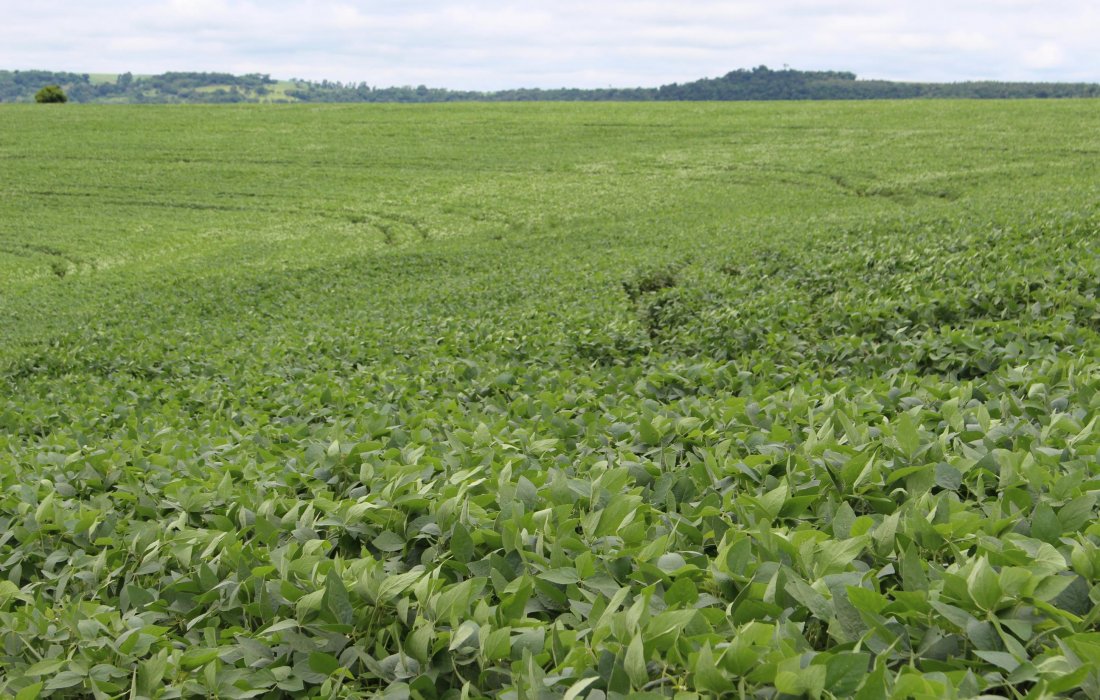 Potencial agr&iacute;cola coloca Brasil &agrave; frente da seguran&ccedil;a alimentar no mundo