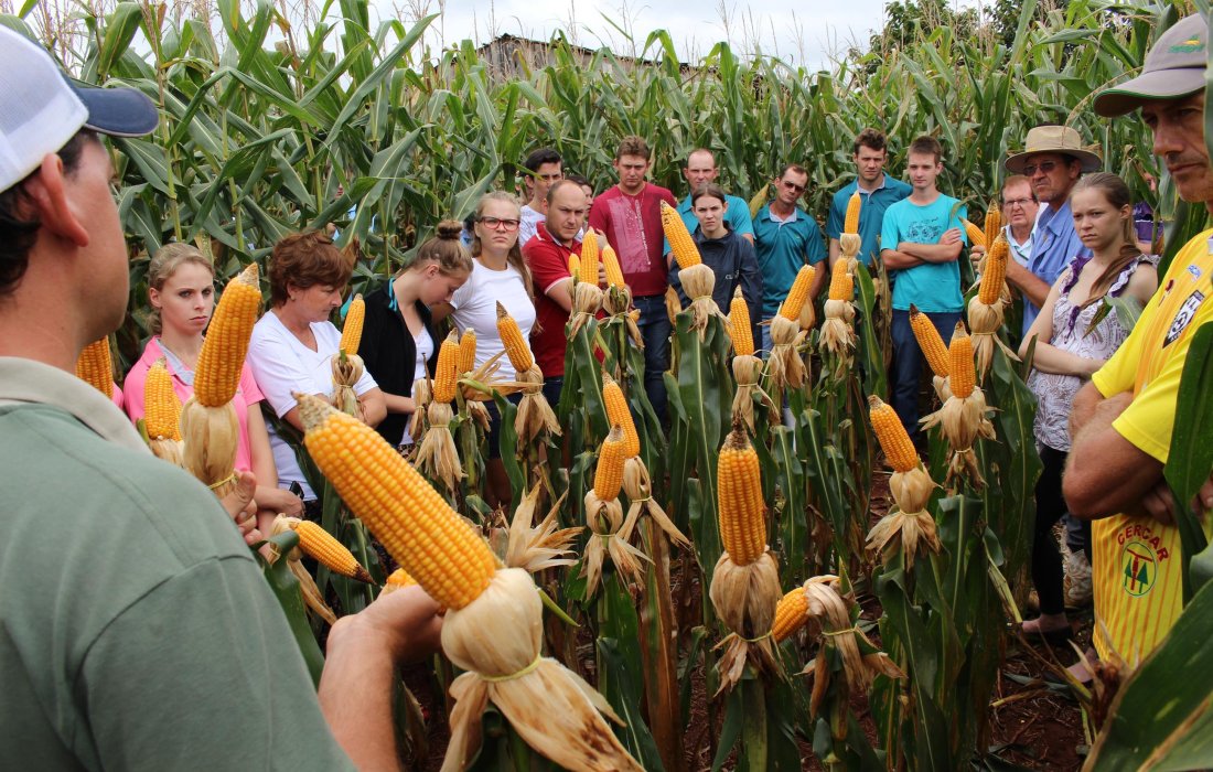 Comit&ecirc;s de jovens realizam dias de campo dos projetos agr&iacute;colas