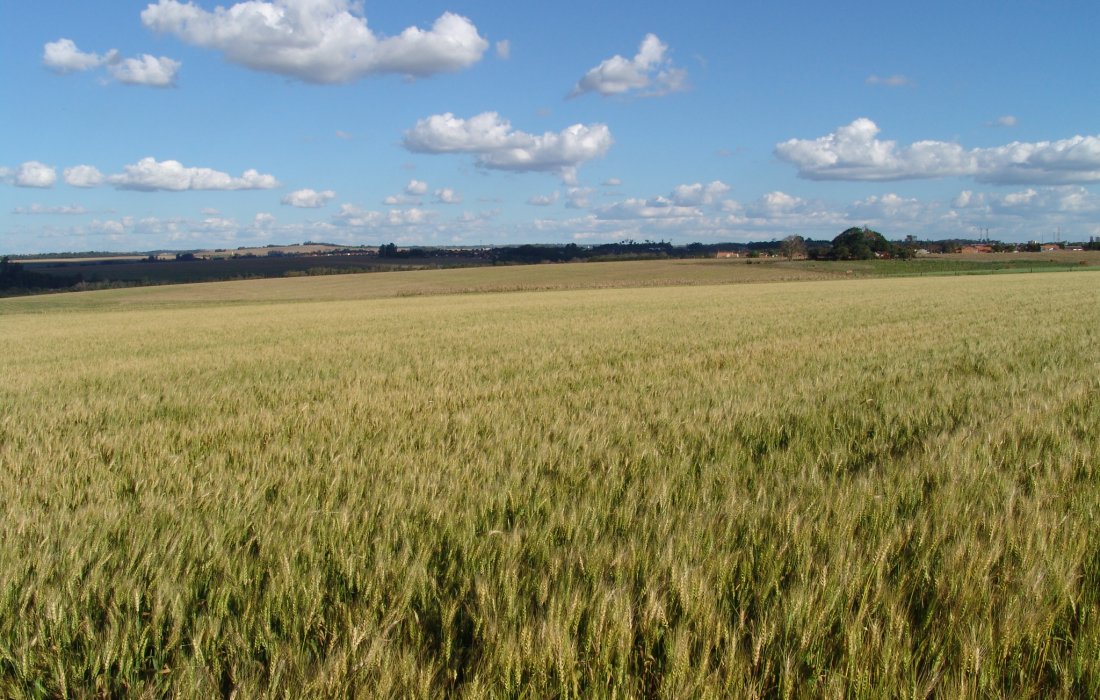 Inicia hoje o zoneamento agr&iacute;cola da cultura do trigo na &aacute;rea de a&ccedil;&atilde;o da Copagril no Paran&aacute;