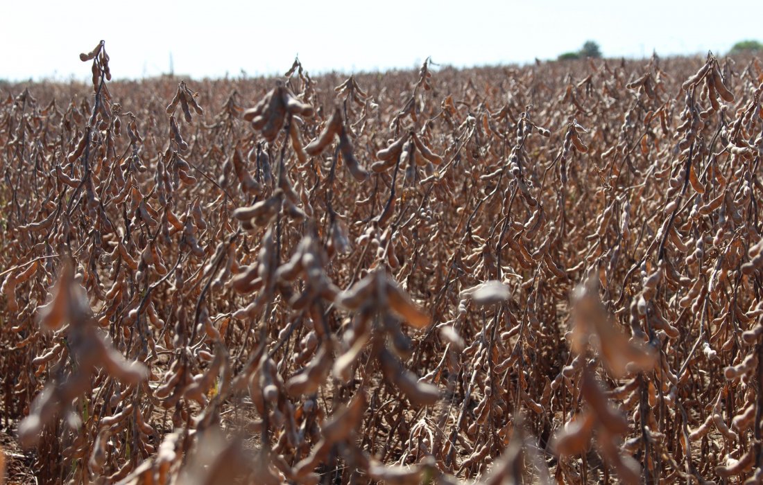 Plano Agr&iacute;cola e Pecu&aacute;rio 2016/2017 destinar&aacute; R$ 202,88 bilh&otilde;es de cr&eacute;dito aos produtores