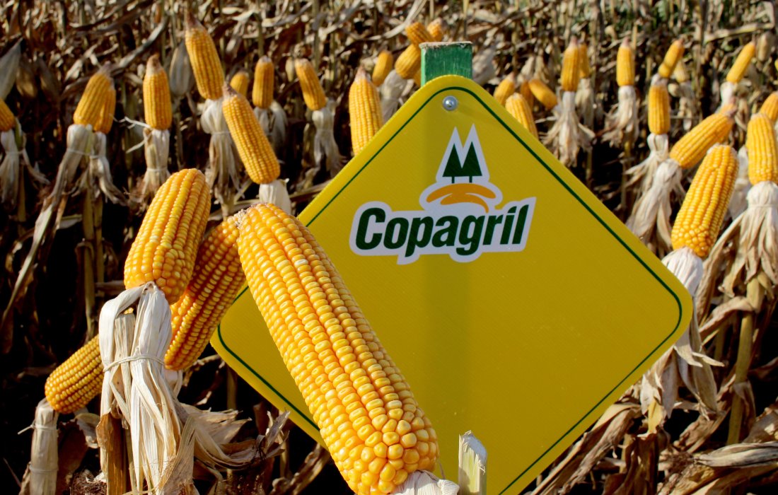Dia de Campo do Milho Safrinha da Copagril 2016 apresentar&aacute; mais de 50 h&iacute;bridos de milho