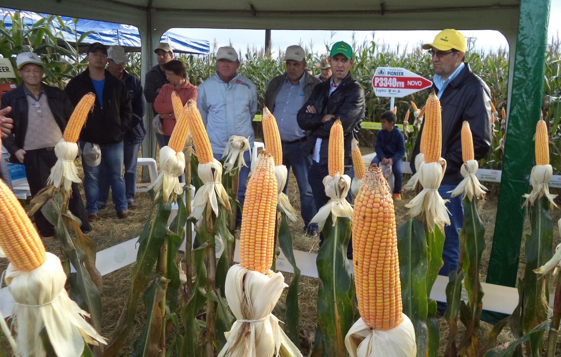 Associados de Gua&iacute;ra participam de Dia de Campo Copagril em Bela Vista
