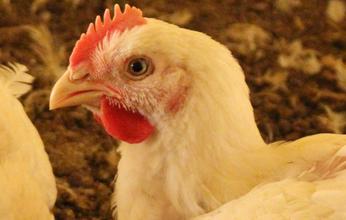 Produtores participar&atilde;o de Semin&aacute;rio de Aves da Copagril neste s&aacute;bado