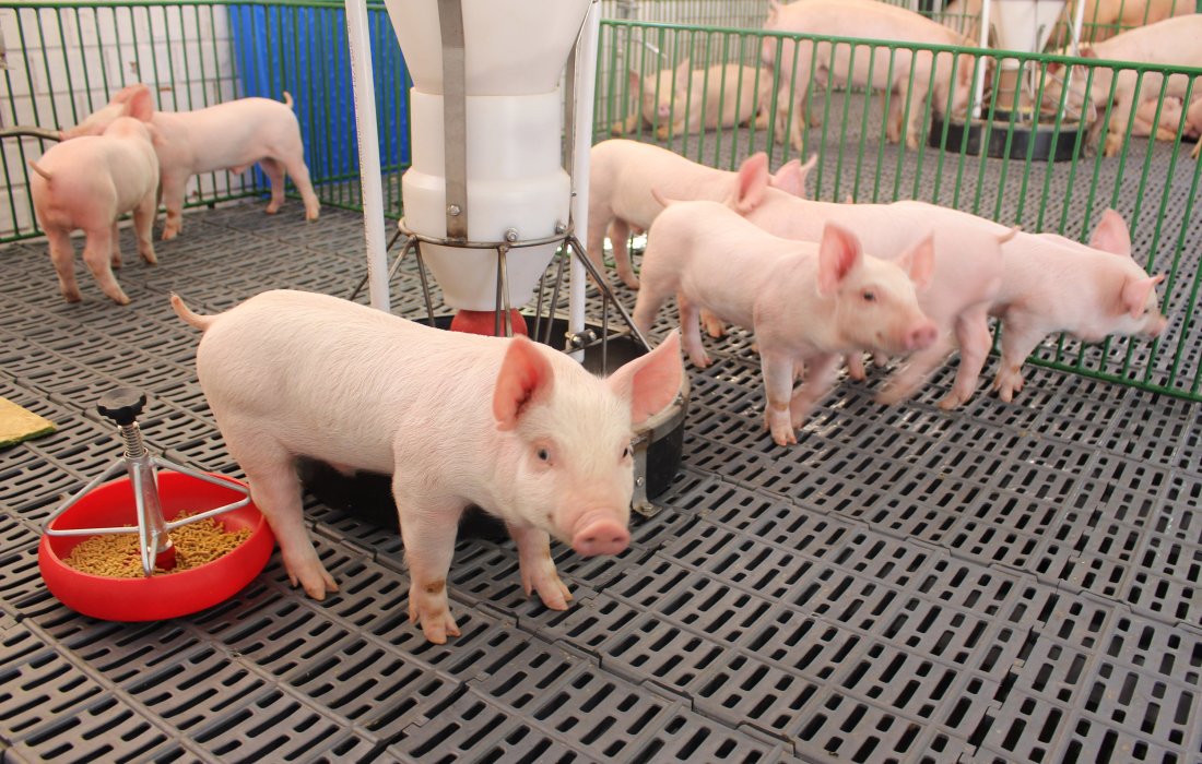 Copagril realizar&aacute; Semin&aacute;rio Anual de Produtores de Su&iacute;nos no dia 24