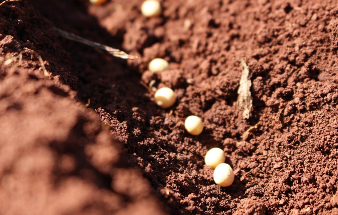 Copagril libera sementes de soja ap&oacute;s testes de germina&ccedil;&atilde;o