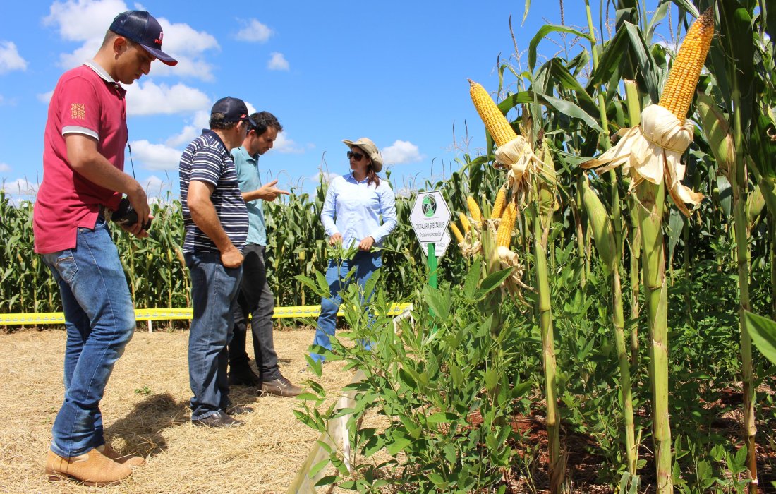 Universidades aproximam teoria &agrave; pr&aacute;tica durante Dia de Campo Copagril