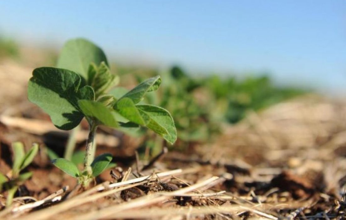 Copagril e Adapar alertam agricultores sobre o per&iacute;odo de vazio sanit&aacute;rio da soja	