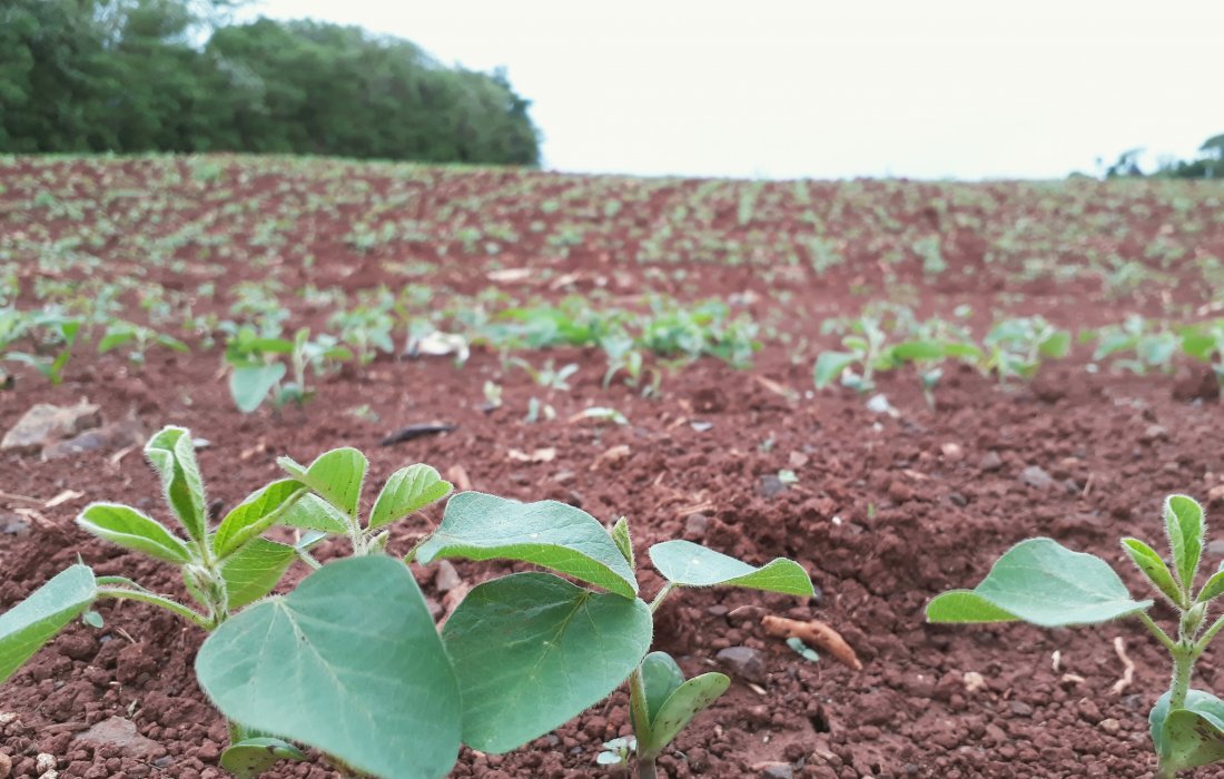 Manejo inicial de plantas daninhas evita matocompeti&ccedil;&atilde;o na cultura da soja