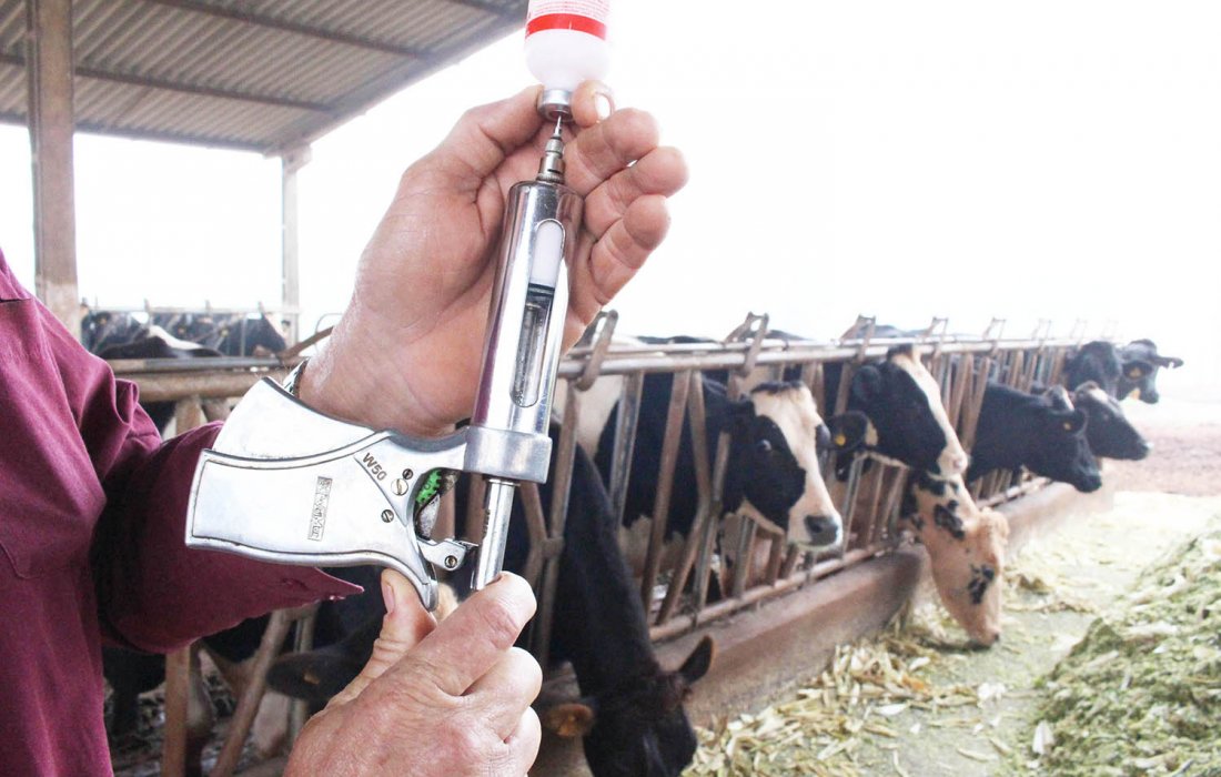 Campanha de vacina&ccedil;&atilde;o de bovinos contra aftosa segue at&eacute; dia 30 de novembro