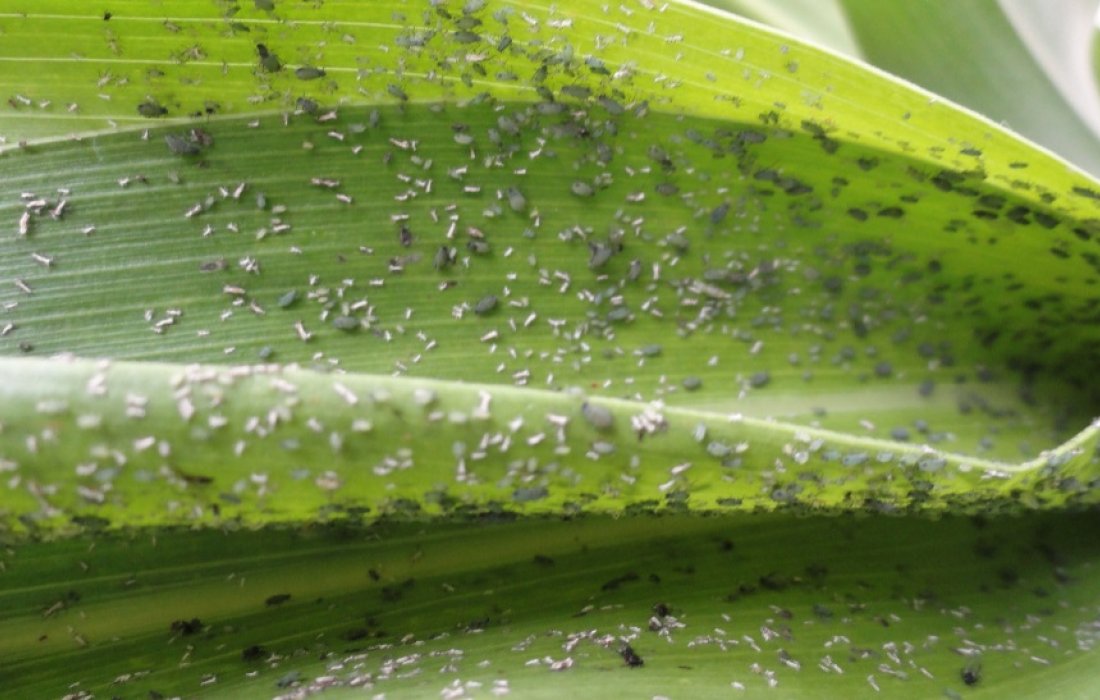 Import&acirc;ncia do controle de pulg&atilde;o do milho em per&iacute;odos de estiagem