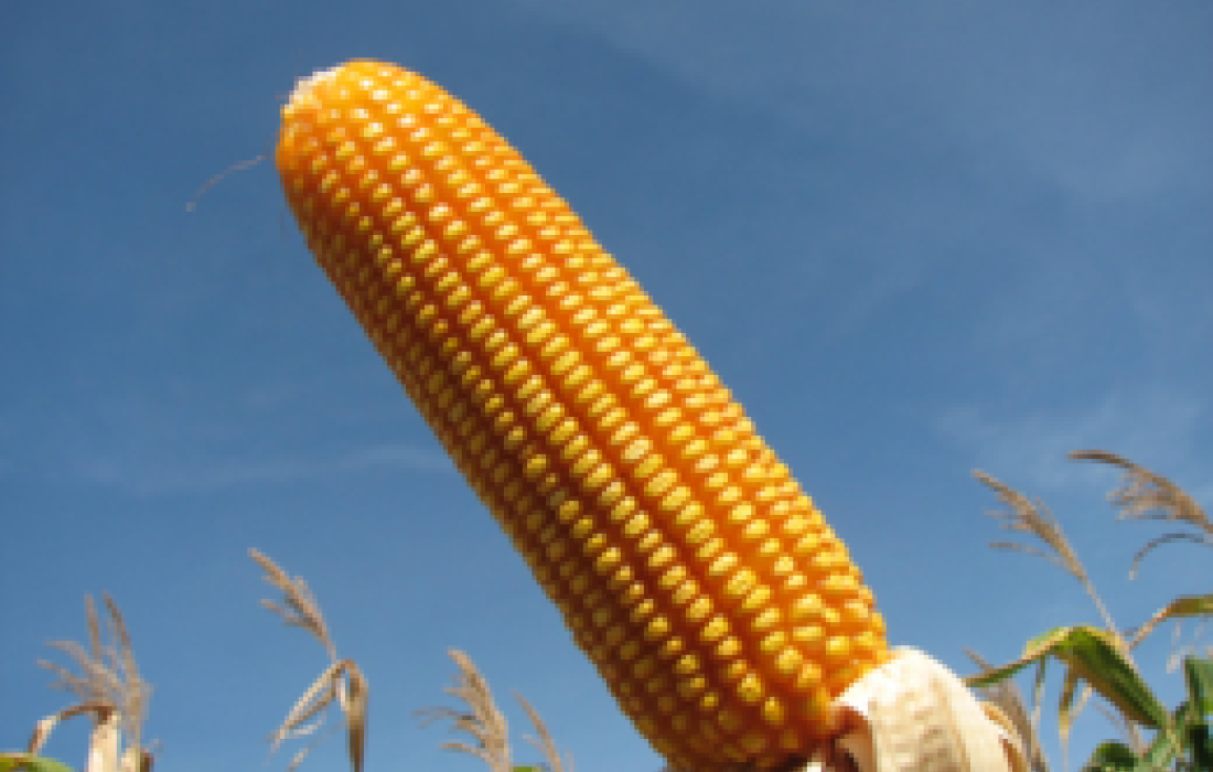 MILHO DE INVERNO DEVE AUMENTAR EM 50% EM 2012