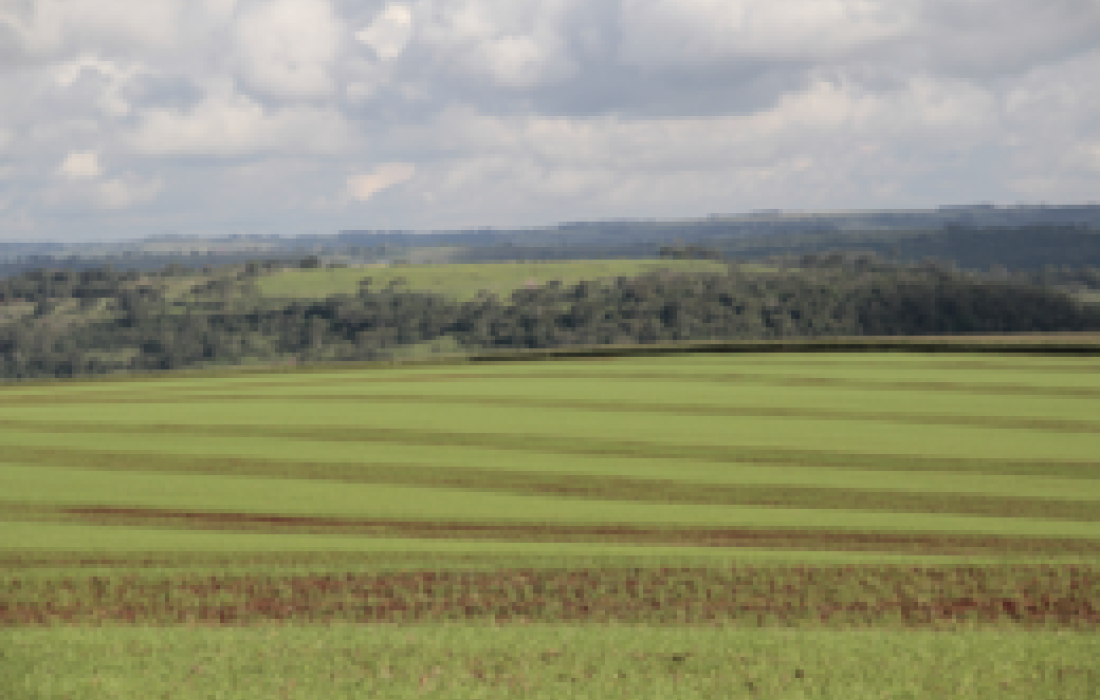Brasil deve ampliar oferta de gr&atilde;os e manter reservas naturais