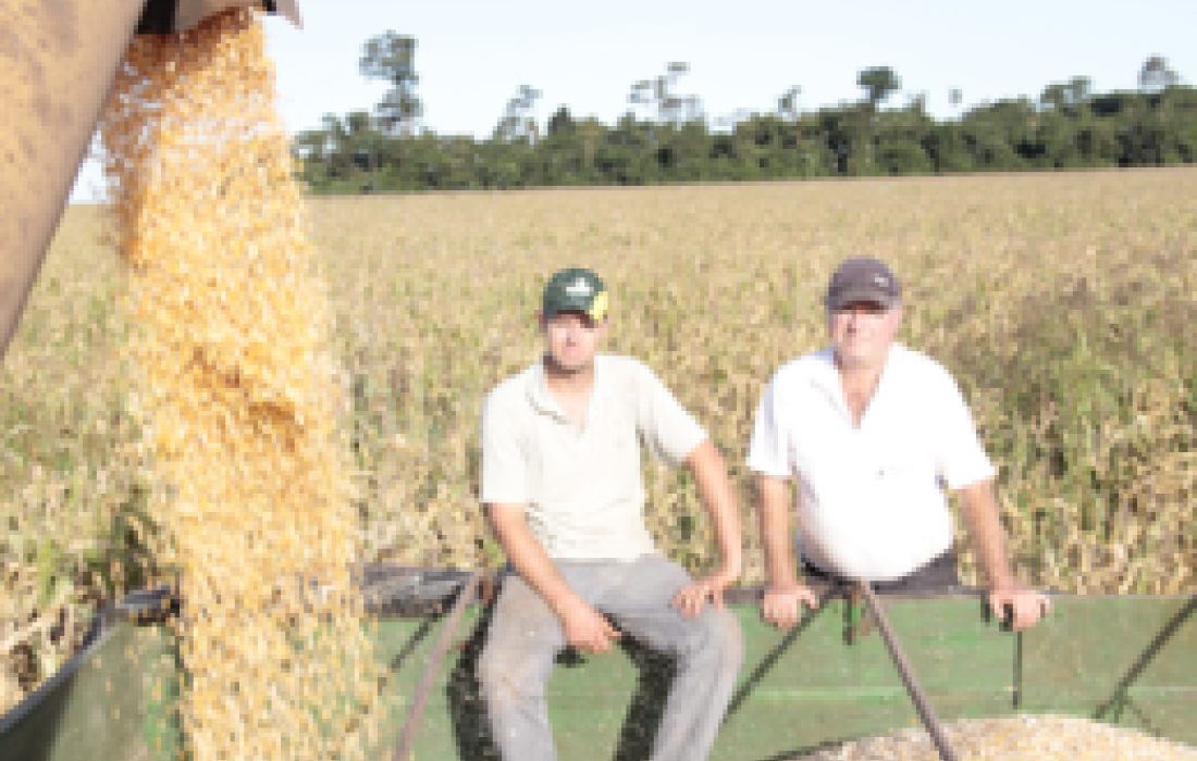 Primeiras lavouras de milho s&atilde;o colhidas na &aacute;rea da a&ccedil;&atilde;o da Copagril