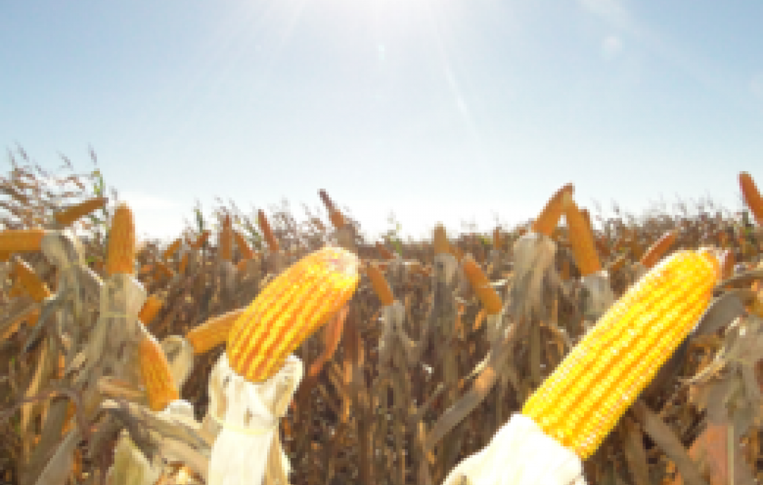 Produ&ccedil;&atilde;o de milho &eacute; estimada em mais de 70 milh&otilde;es de toneladas