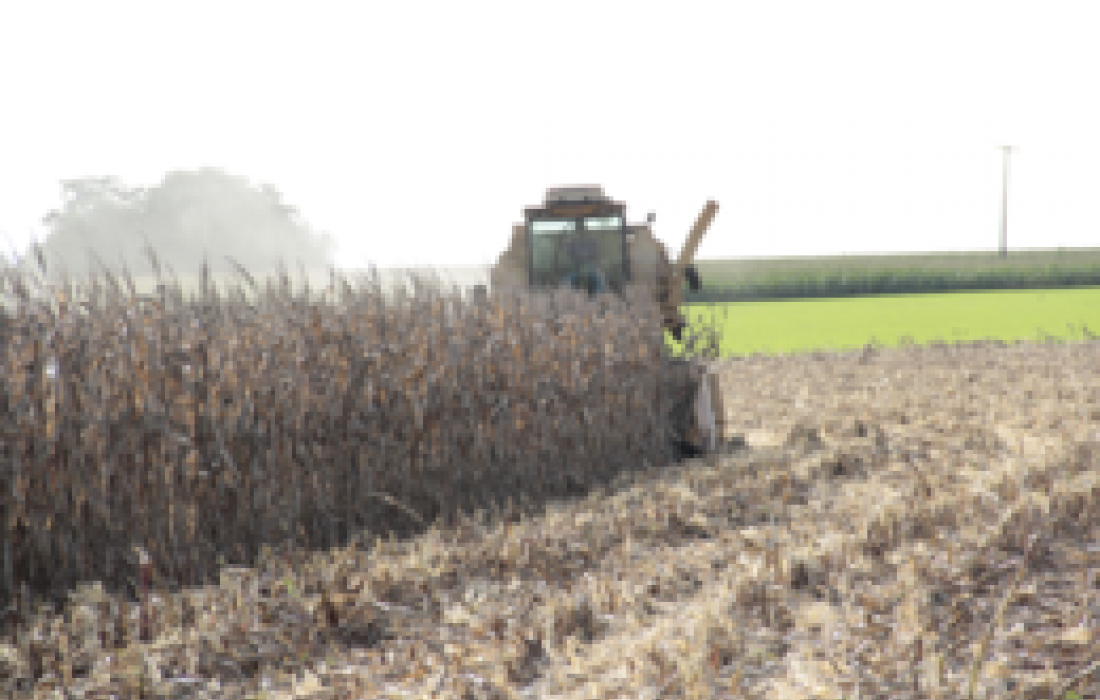 Safra de milho 11/12 ser&aacute; recorde, diz Conab