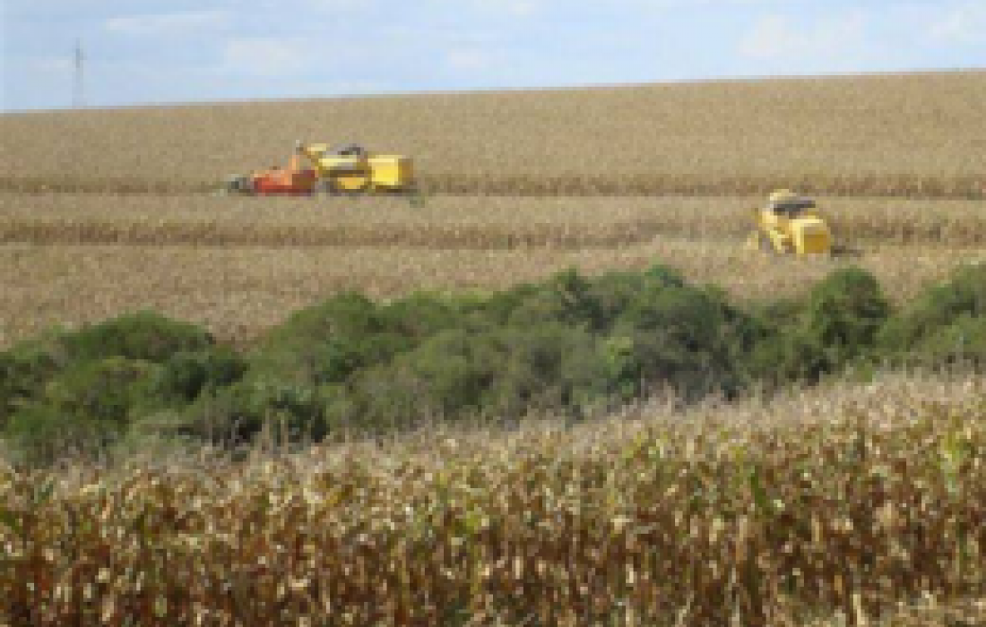Brasil obteve uma colheita recorde de gr&atilde;os em 2011-2012