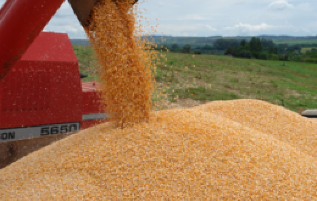 ONU pede suspens&atilde;o do consumo de milho na produ&ccedil;&atilde;o de etanol