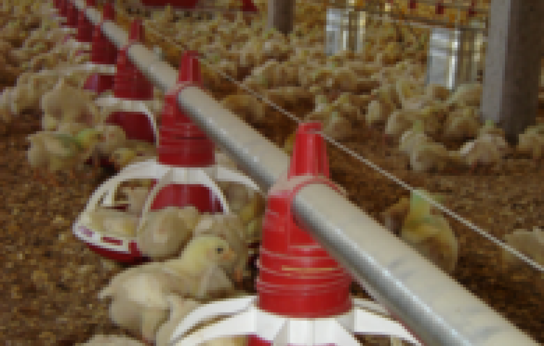 Paran&aacute; busca ajuda para avicultura junto ao Governo Federal