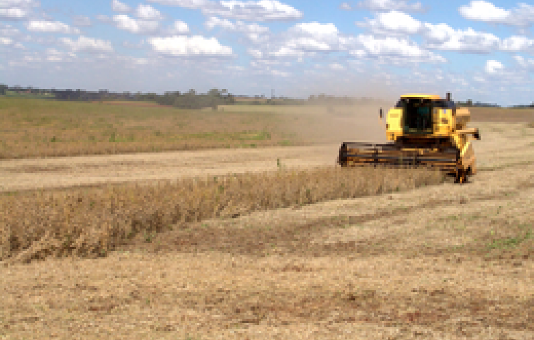 Expectativas de &oacute;tima safra                              
