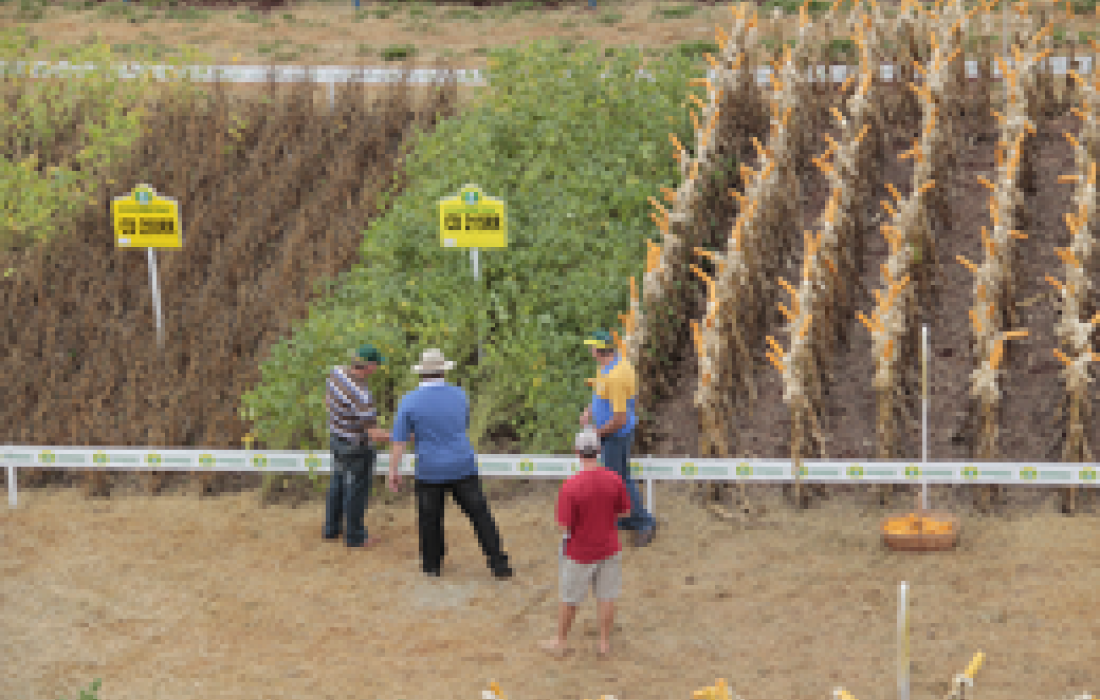 Dia de Campo: a tecnologia como parceira do agricultor                              