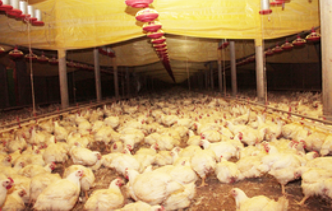 Setor av&iacute;cola come&ccedil;a 2013 com recupera&ccedil;&atilde;o                              