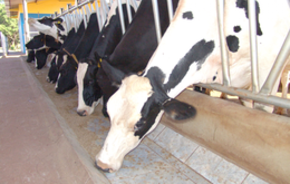 &Aacute;rea pecu&aacute;ria apresentar&aacute; muitas tecnologias no Dia de Campo Copagril                              