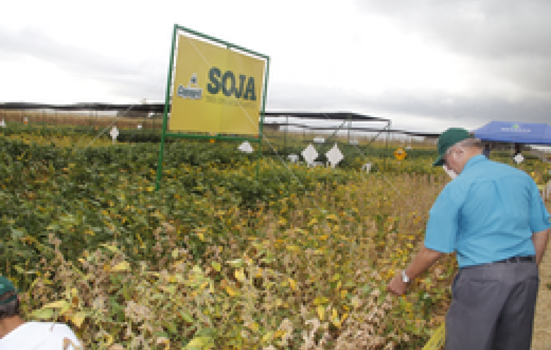 Unidade de Bela Vista recebe Dia de Campo Soja na sexta-feira                              