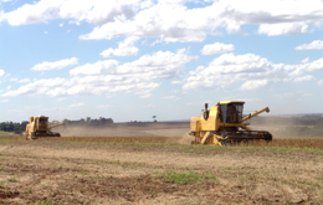 &Aacute;rea t&eacute;cnica analisa andamento da colheita e alerta para os riscos do plantio no seco               