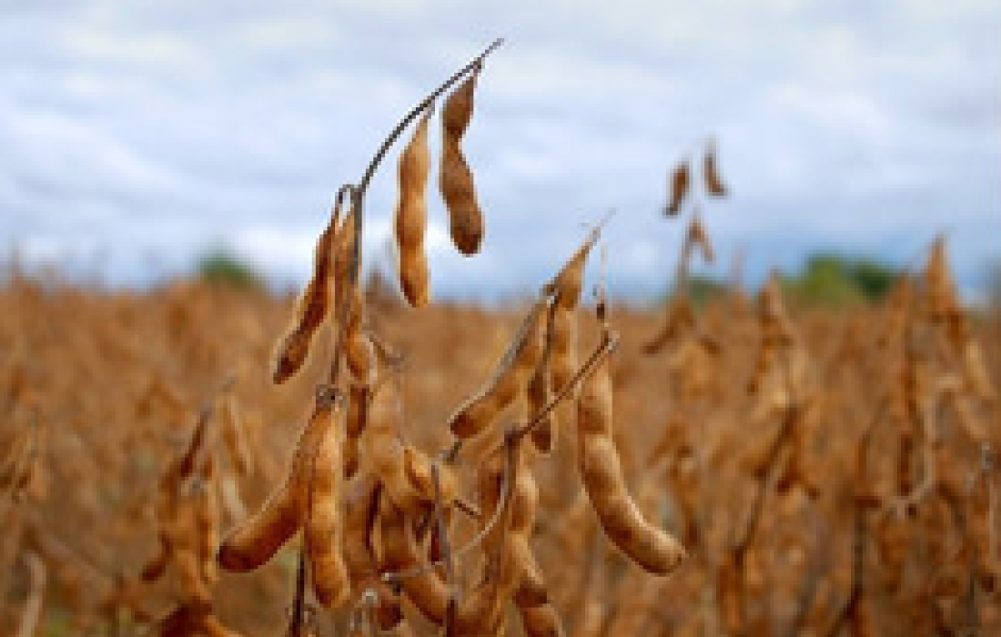 Levantamentos indicam que em torno de 60% da soja da &aacute;rea de a&ccedil;&atilde;o da Copagril j&aacute; foi colhida        