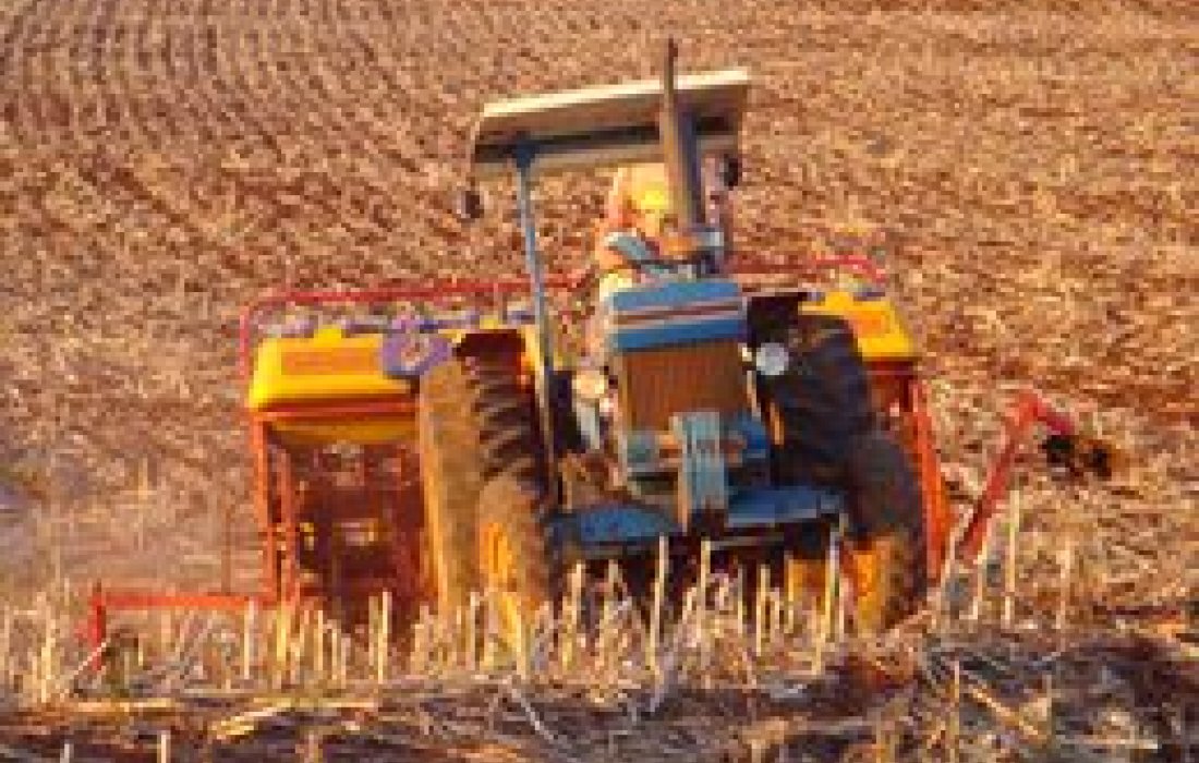 Mais de 50% do plantio do milho safrinha na &aacute;rea de a&ccedil;&atilde;o da Copagril est&aacute; conclu&iacute;do                 