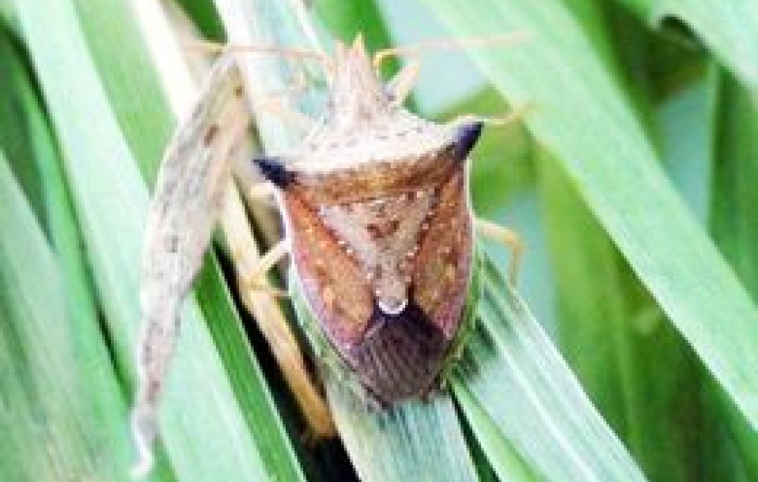 Controle de Percevejos na Cultura do Milho Safrinha                              
