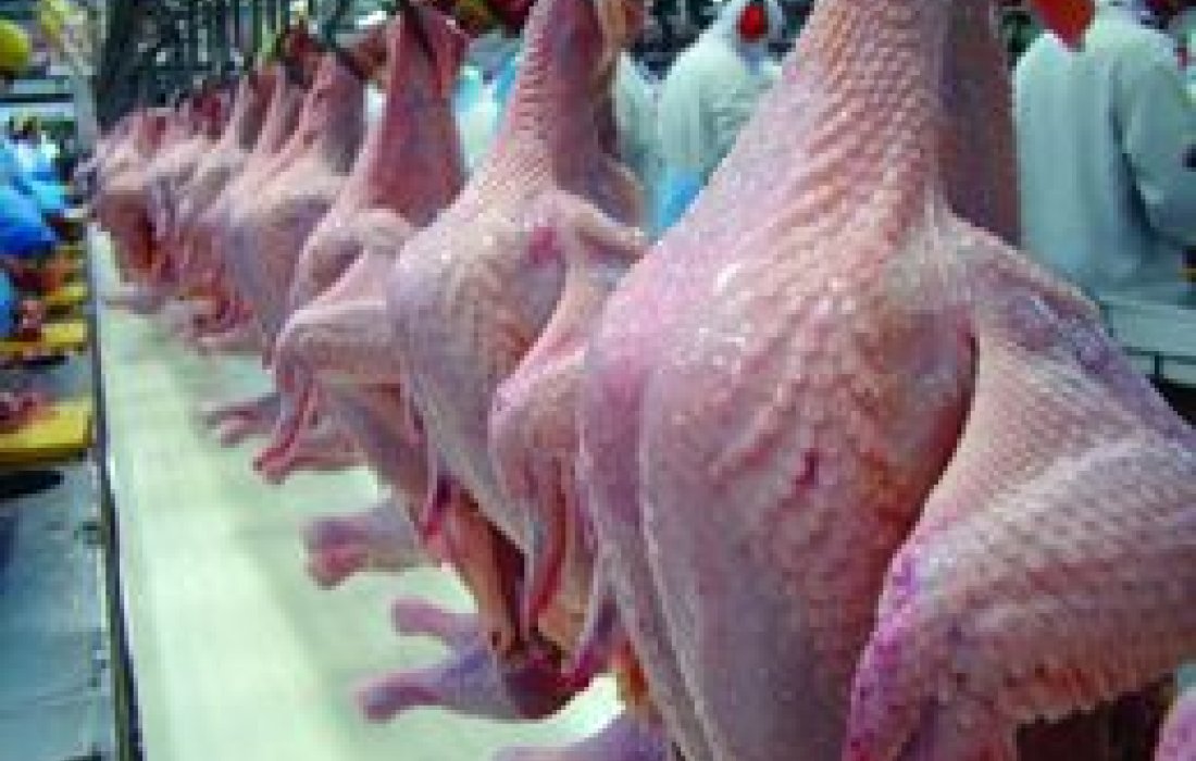 EUA e Brasil: principais exportadoras de carne de frango em 2012                              