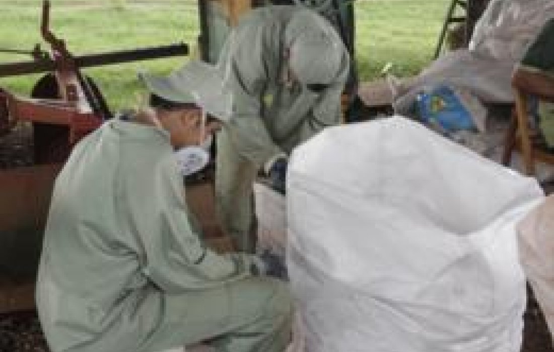 Paran&aacute; &eacute; l&iacute;der na recolha de embalagens vazias de agrot&oacute;xicos                            