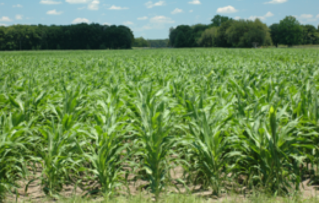 Assist&ecirc;ncia t&eacute;cnica orienta produtores sobre cuidados com a cultura do milho safrinha               