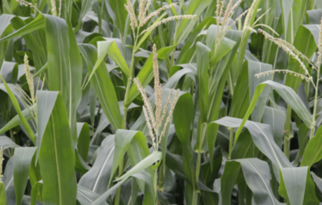 &Aacute;rea t&eacute;cnica faz diagn&oacute;stico do milho safrinha na regi&atilde;o                            