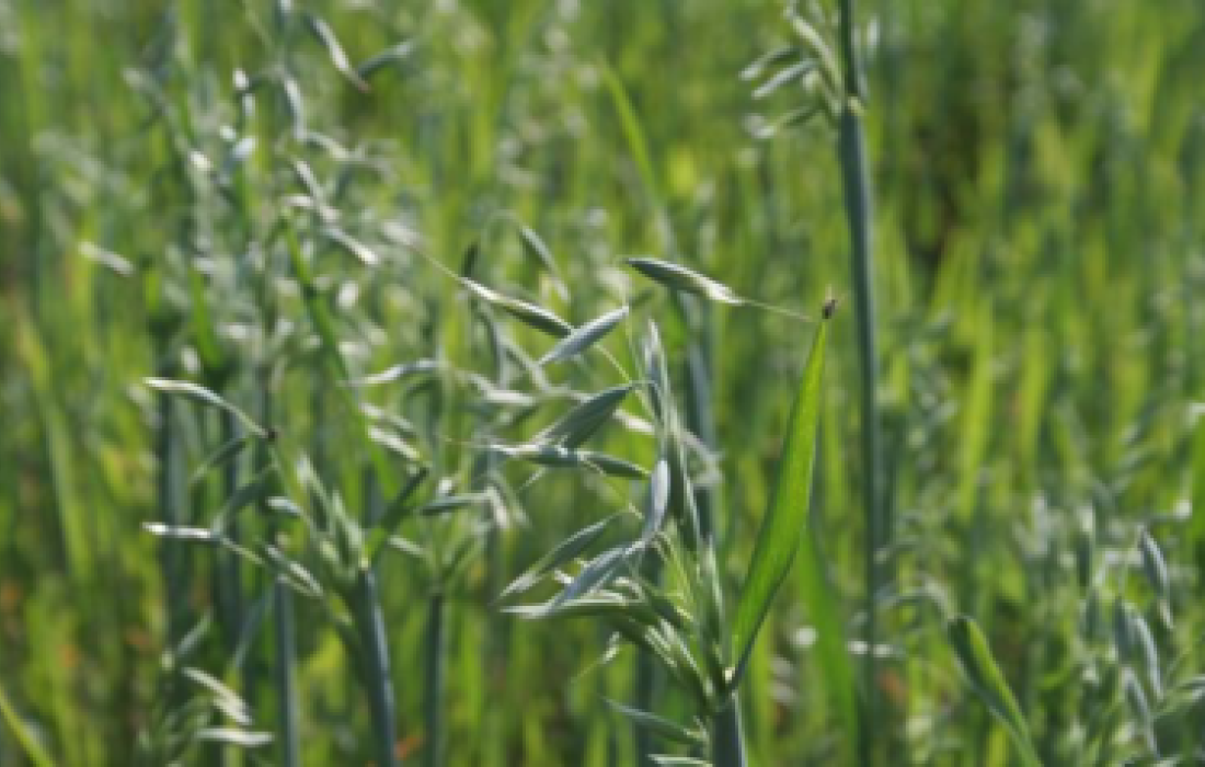 Copagril orienta produtores a n&atilde;o deixarem &aacute;reas agr&iacute;colas em pousio                            