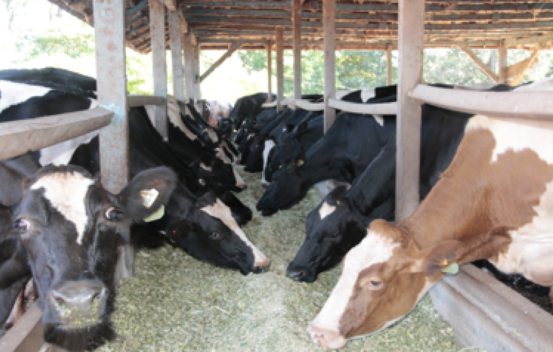 Copagril realiza Semin&aacute;rio Anual de Produtores de Leite e anuncia novidades                         