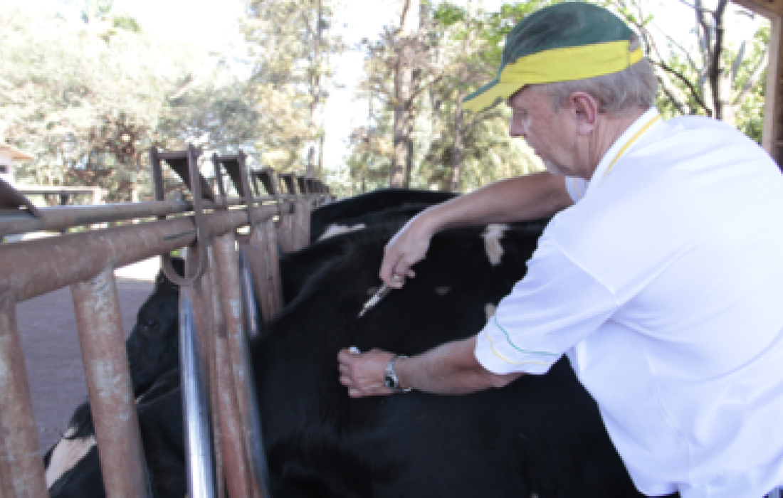 Campanha estadual de vacina&ccedil;&atilde;o contra aftosa ser&aacute; lan&ccedil;ada amanh&atilde;, em Rondon                         