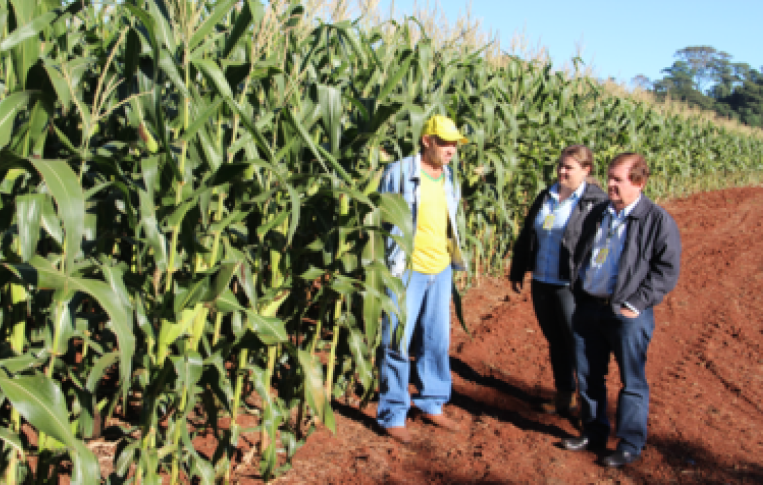 Chuva contribui para um bom desenvolvimento do milho safrinha na regi&atilde;o de a&ccedil;&atilde;o da Copagril         