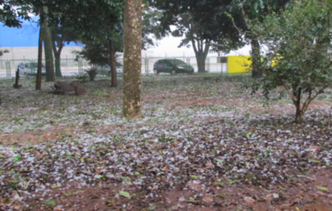 Volume de chuva e granizo n&atilde;o causaram grandes preju&iacute;zos na lavoura                              
