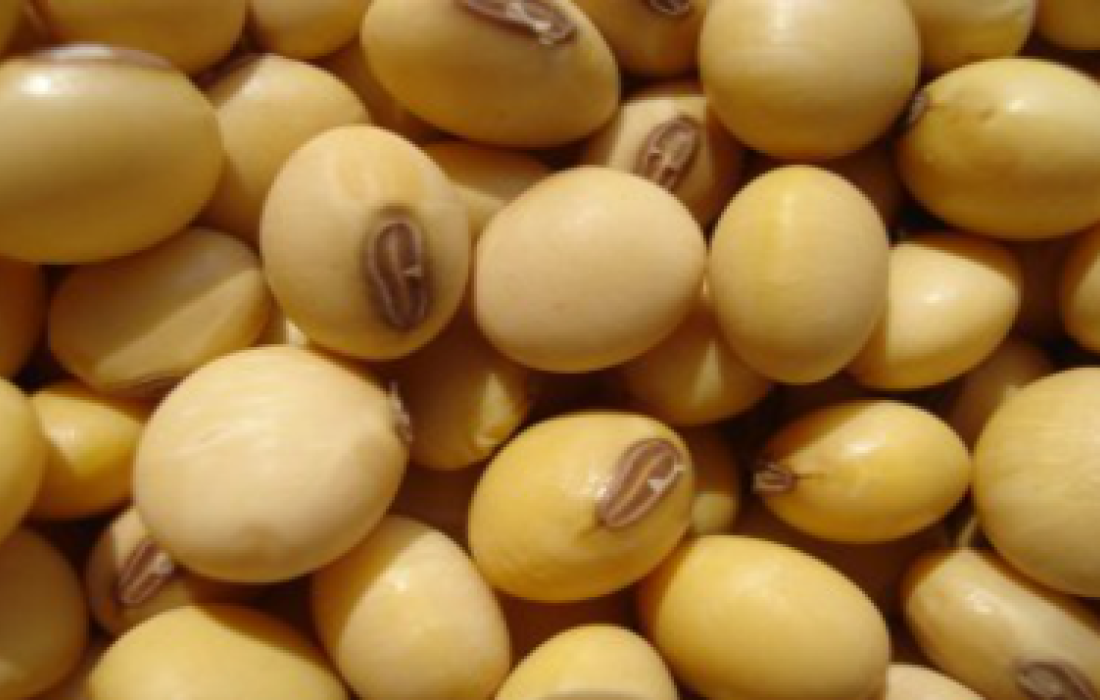 Promo&ccedil;&atilde;o especial na venda de insumos para a safra ver&atilde;o                              